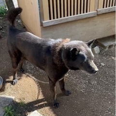 飼い主他界の為　甲斐犬愛好家の方に飼って頂きたいです。受付中断します。 - 犬