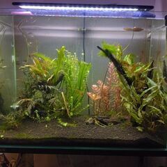 水草水槽セット譲ります