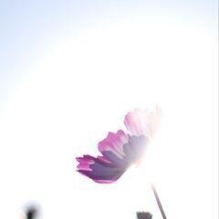 写真＆カメラ好きな方