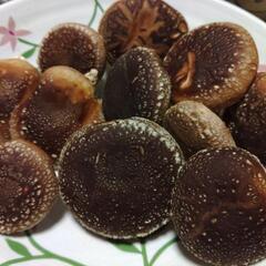 原木栽培椎茸 大小いろいろ 
