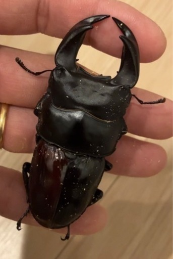 ★国産オオクワガタペア★LEGZAS