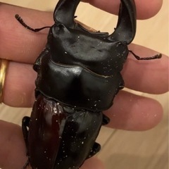 ☆国産オオクワガタペア☆LEGZAS