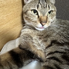 やまとの里親募集！！  費用無し