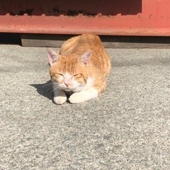 急募　茶白野良猫ちゃん里親 − 秋田県