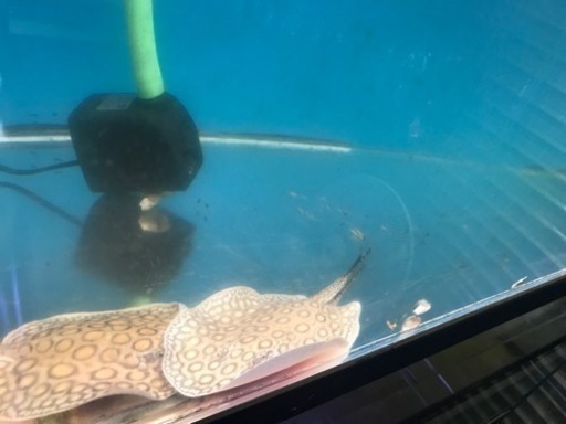 お譲り先決定‼️1200水槽　熱帯魚　水槽用品　水槽機材