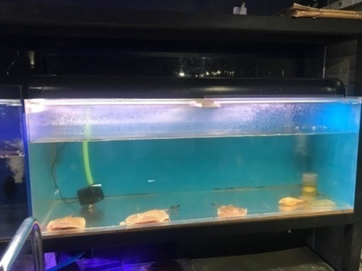 お譲り先決定‼️1200水槽　熱帯魚　水槽用品　水槽機材