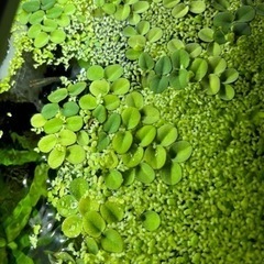 【増量中】🌱アオウキクサ🌱　水草　浮き草　産卵床　水質浄化の画像