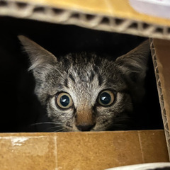 保護猫 迷子猫 3〜4ヶ月くらい