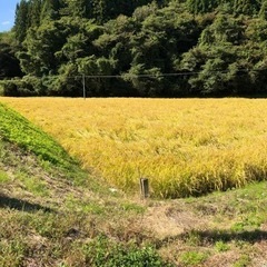 田舎のお米　ひとめぼれ　30キロ