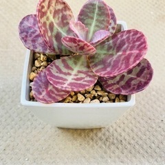 多肉★フミリス★