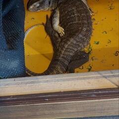 サバンナモニター