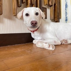 ニコるん元野良