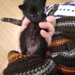 仔猫黒猫