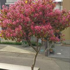【お話し中】トキワマンサク 大型2M  庭木 植木 草花 観葉植物