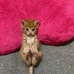 家族に迎えようとご検討頂きました皆様本当にありがとうございました。