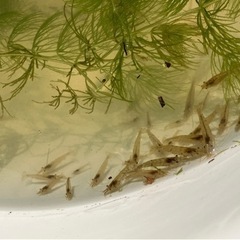ミナミヌマエビ　　🦞の画像