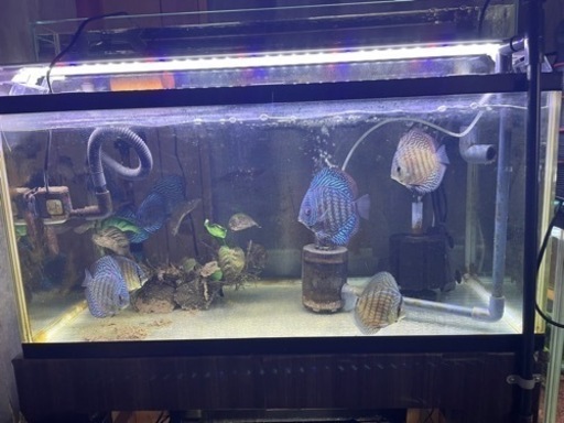 取引中　ディスカス　まとめて