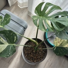 モンステラ、カルノーサム、ゴーラム、ムラサキオモト