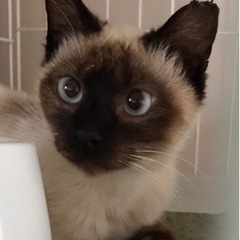可愛いポンちゃん❤️ トライアル中です🙇‍♀️