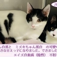 扇島のラッキーな姉妹ニャン - 藤沢市