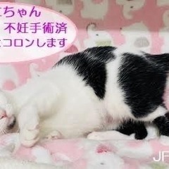 扇島のラッキーな姉妹ニャン