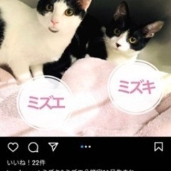 扇島のラッキーな姉妹ニャン − 神奈川県