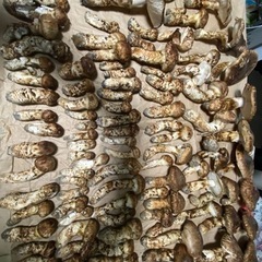秋田県産　天然　松茸（マツタケ）の画像