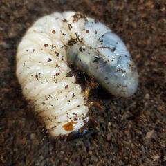 【お話中】カブトムシ幼虫＋飼育ボトル