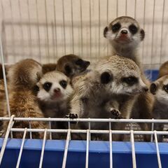 ミーアキャットCB　南アフリカ　ペア