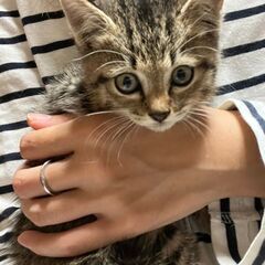生後1ヶ月半　キジトラくん里親募集（代理投稿）