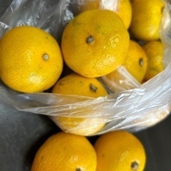 みかん🍊 お取引中です🙇‍♀️