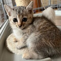 生後1ヶ月半　白トラちゃん里親募集（代理投稿）
