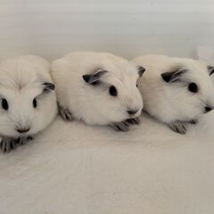 ロシアンスモークモルモット×メリノモルモットの赤ちゃん男の子2匹募集