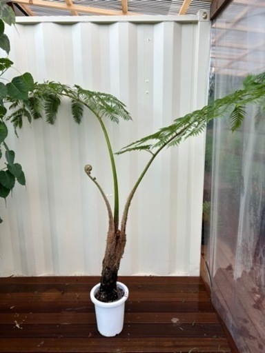 希少　ヘゴ　日陰ヘゴ　8号　観葉植物