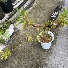 カリステモンピンクシャンパン