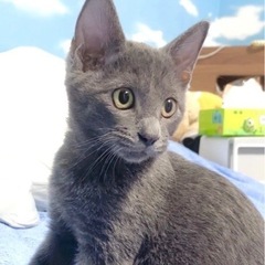 ロシアンブルー風🐾トモくん