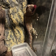 トッケイヤモリ