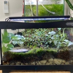 爬虫類 ヒュドラケース3120