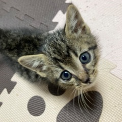 10月10日に保護しました。約一ヶ月の男の子です！