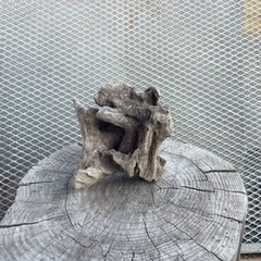 流木の画像