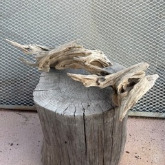 流木の画像