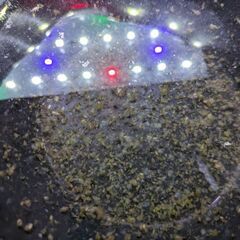ミジンコ　ペットボトル1本の画像