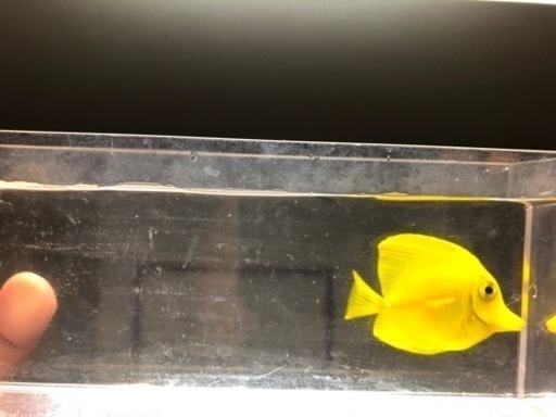 沖縄県産 キイロハギ  4.5cm