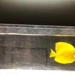 沖縄県産 キイロハギ  4.5cmの画像