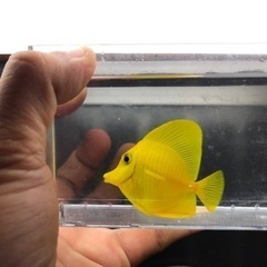 沖縄県産 キイロハギ  4.5cmの画像