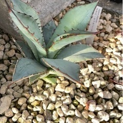 アガベ チタノタの画像
