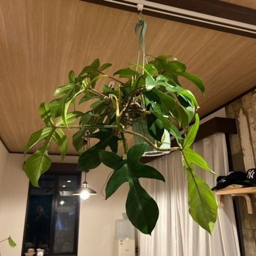 フィロデンドロン スクアミフェルム　5号　観葉植物