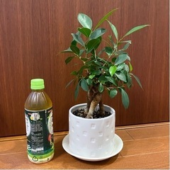 【観葉植物】ガジュマル 36cm 