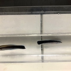 沖縄県産ホンソメワケベラの画像