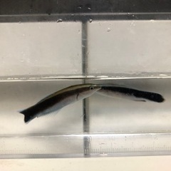 沖縄県産ホンソメワケベラの画像